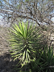 Yucca filifera