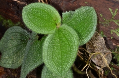 Phyllagathis prostrata