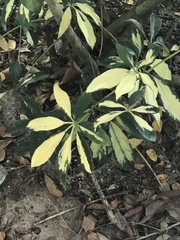 Image of Heptapleurum arboricola