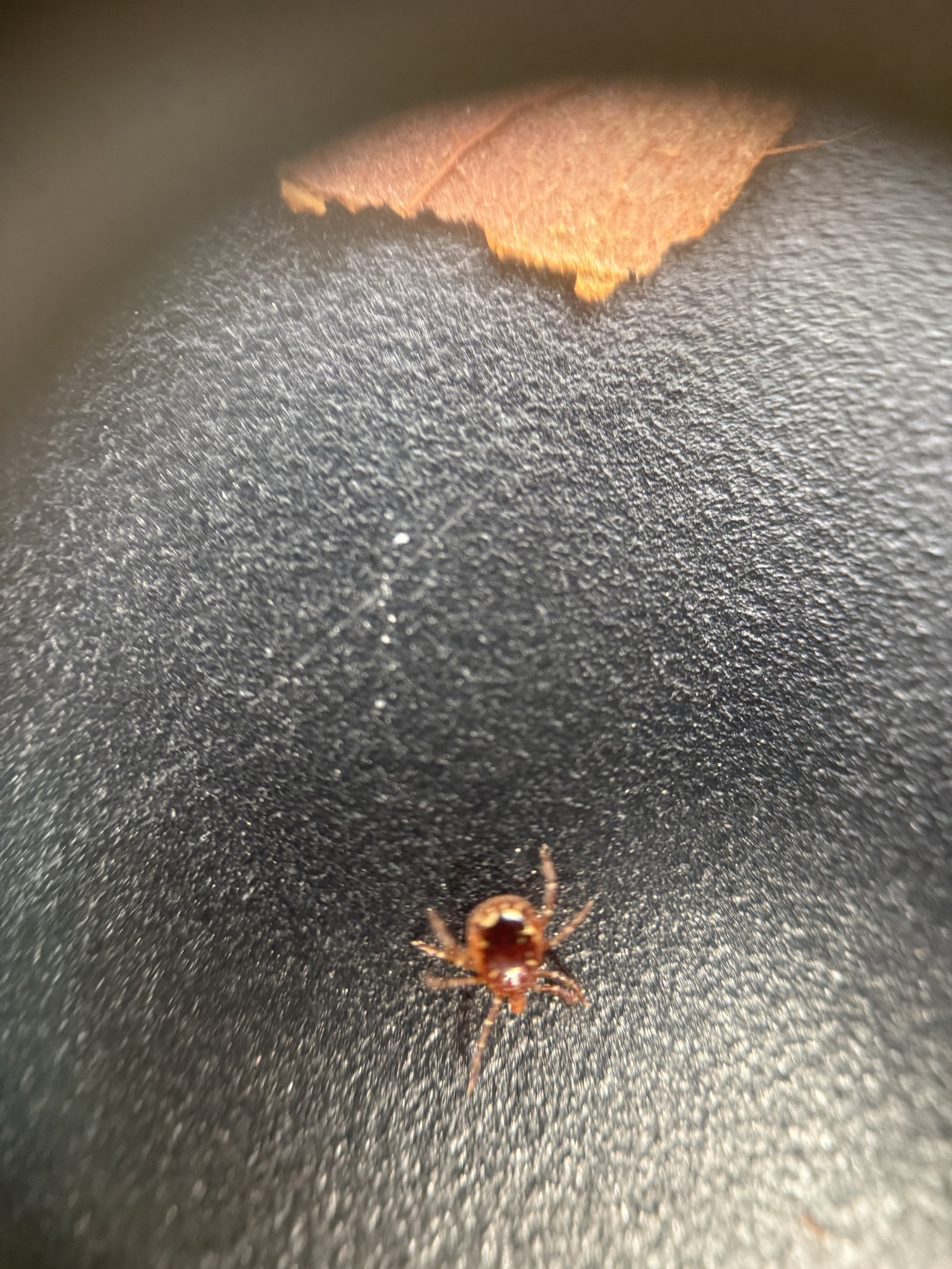 Amblyomma americanum Linnaeus, 1758