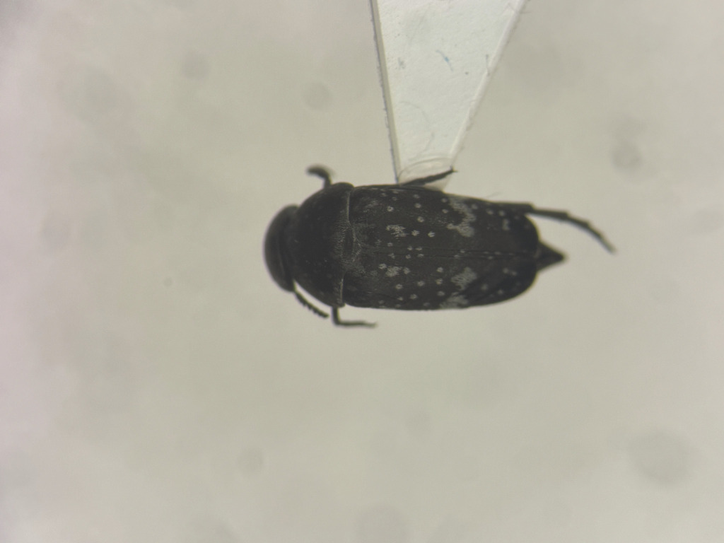 Boreal Tumbling Flower Beetle