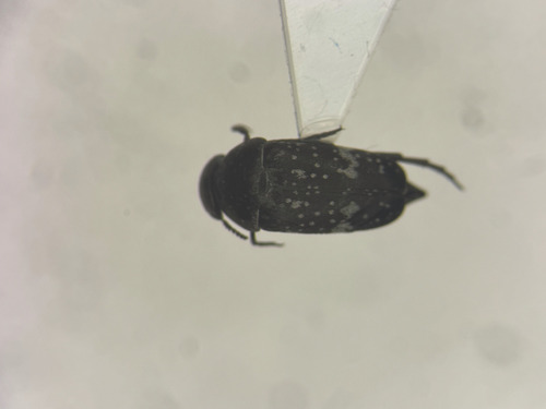 Boreal Tumbling Flower Beetle