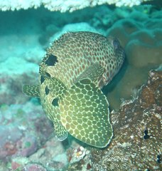 Epinephelus spilotoceps