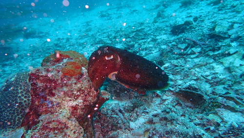 Ascarosepion latimanus