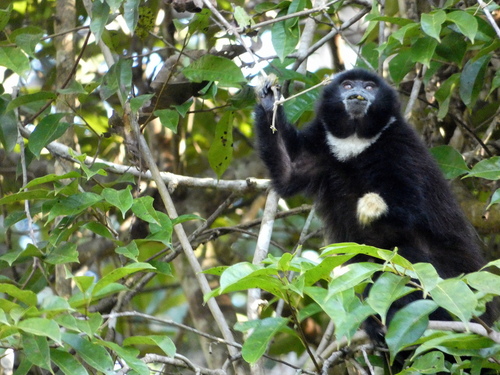 Yellow-handed Titi
