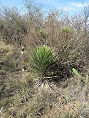 Yucca filifera