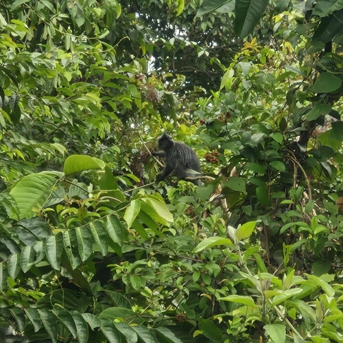 Trachypithecus cristatus