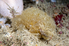 Polyclinum aurantium