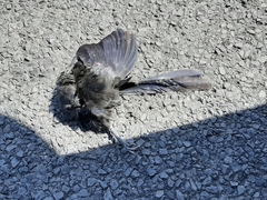 Crotophaga sulcirostris