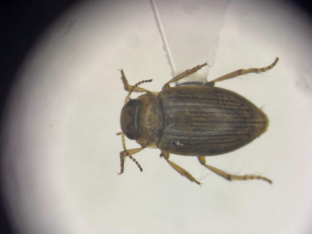 Oreodytes laevis
