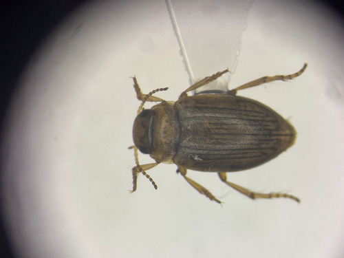 Oreodytes laevis