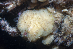 Polyclinum aurantium