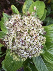 Hydrangea arguta