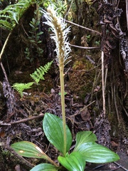 Plantago pachyphylla