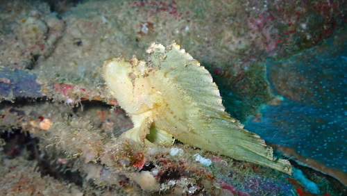 Taenianotus triacanthus