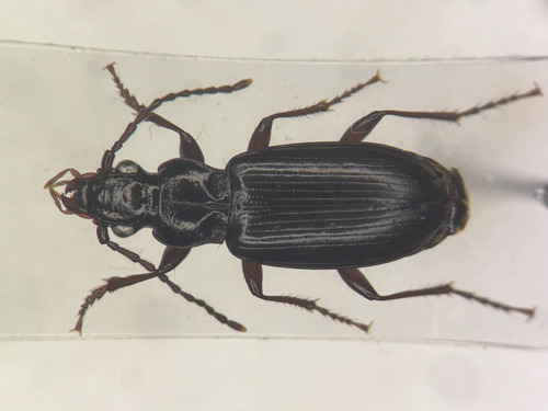 Patrobus septentrionis