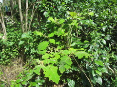 Solanum viarum