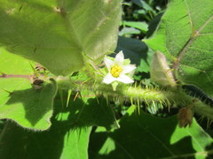 Solanum viarum