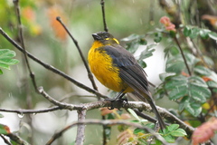 Anisognathus lacrymosus