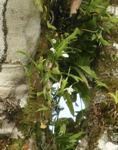 Maxillaria lutescens (Maxillaria lutescens)