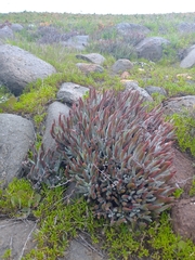 Dudleya attenuata
