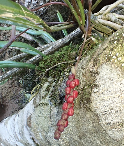 Anthurium gracile, photograph 5