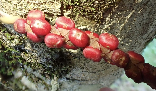 Anthurium gracile, photograph 6