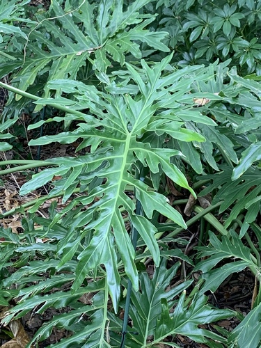 Philodendron pinnatilobum  iNaturalist