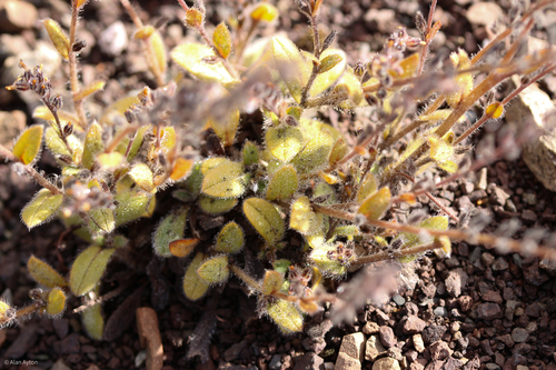 Myosotis australis observed 2026-02-14