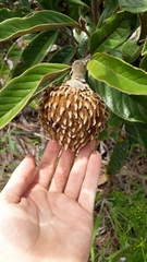 Annona monticola