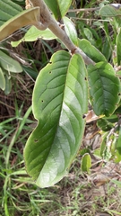 Annona monticola