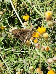 Thorybes dorantes calafia