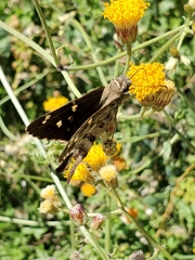 Thorybes dorantes calafia