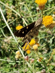 Thorybes dorantes calafia