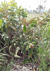 Annona monticola