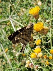 Thorybes dorantes calafia