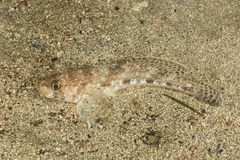 Gobius geniporus