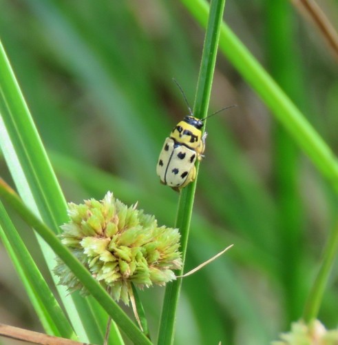 Metallactus pollens