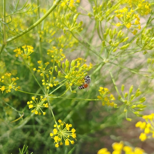 Red Dwarf Honey Bee