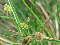 Metallactus pollens