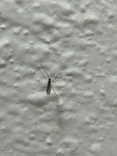 Unknown species found near Palm Valley, FL 32082, USA