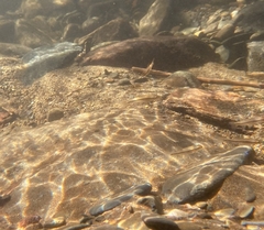 Rhinichthys atratulus