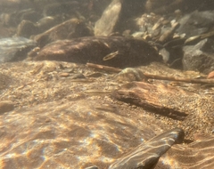 Rhinichthys atratulus