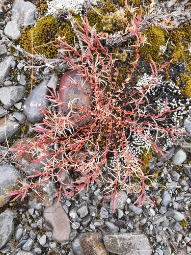 Epilobium rostratum observed 2026-02-17