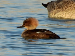 Lophodytes cucullatus