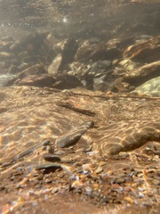 Rhinichthys atratulus