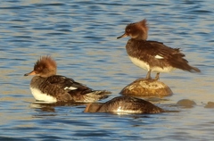 Lophodytes cucullatus