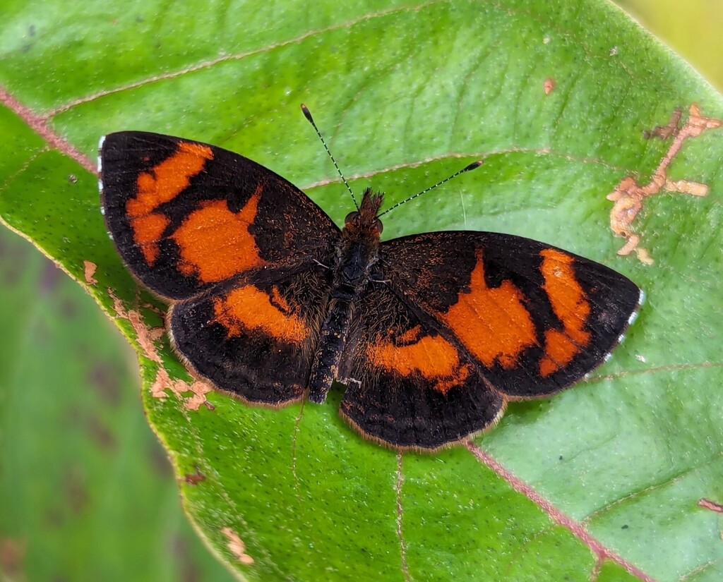 Tegosa selene