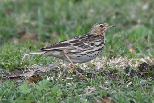 Pipit à gorge rousse