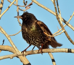 Sturnus vulgaris